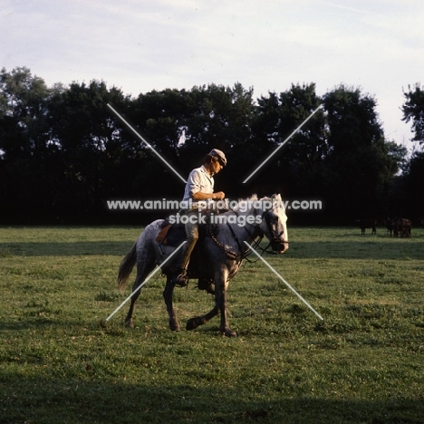 Camargue pony ridden by a gardien