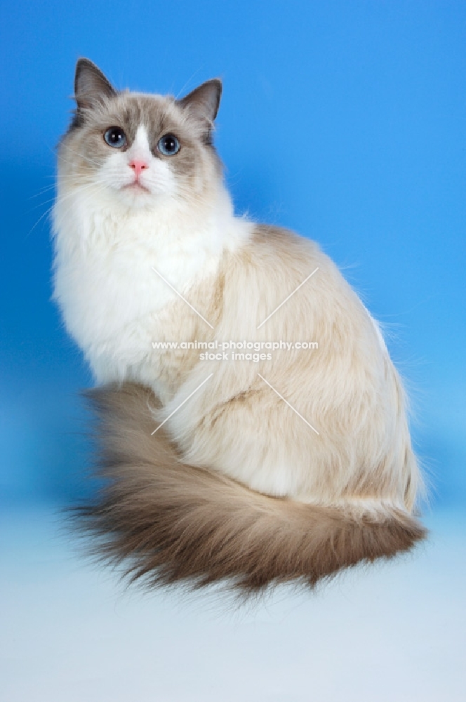 blue bi-colour ragdoll cat, looking up