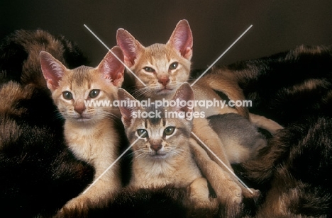 three Abyssinian kittens on a blanket