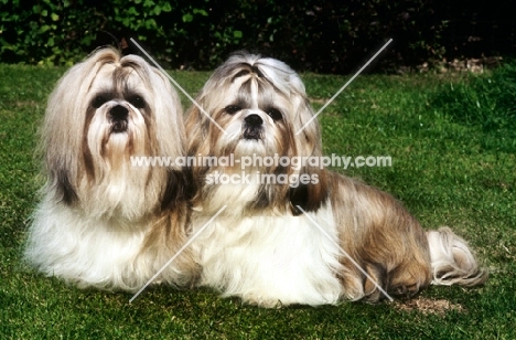 two shih tzus in show coats sitting together