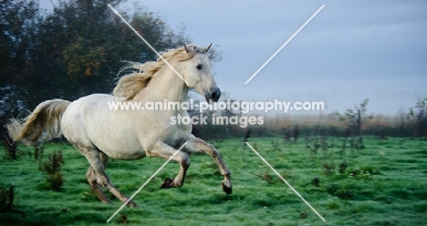 Andalusian galloping on grass