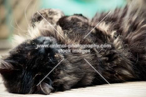 moggy cat lying on back