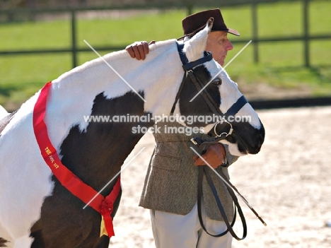 Piebald Cob wearing ribbon