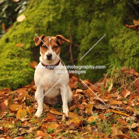 jack russell sat in autumn leaves by a tree