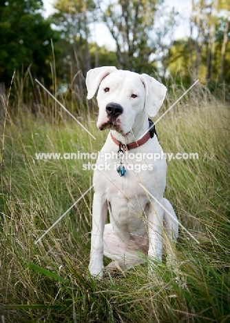 White Dogo Argentino sitting in long grass.