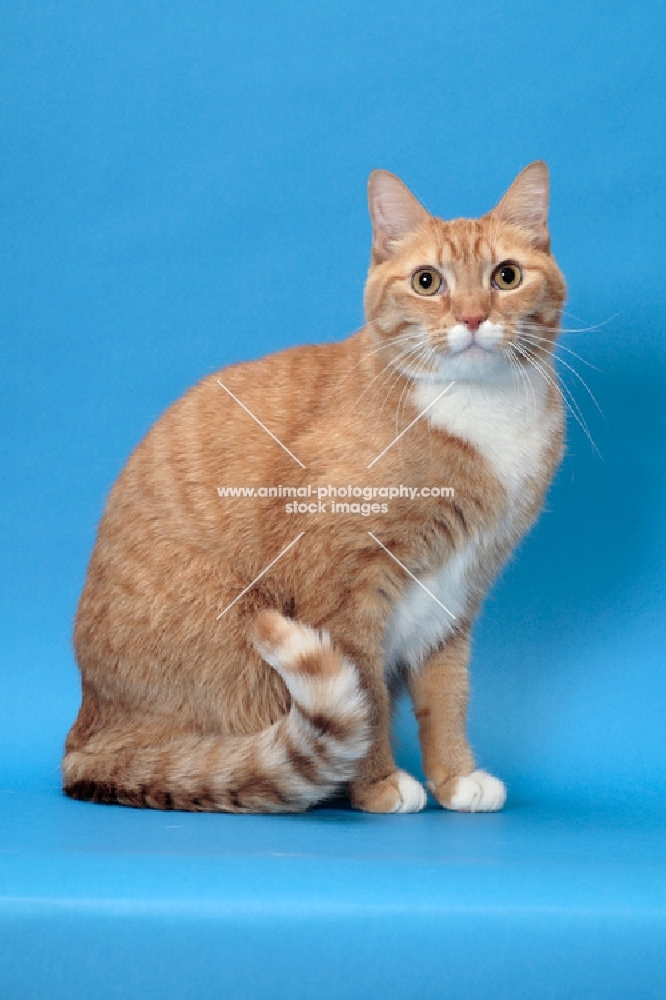 Red Mackerel Tabby & White Cat, sitting