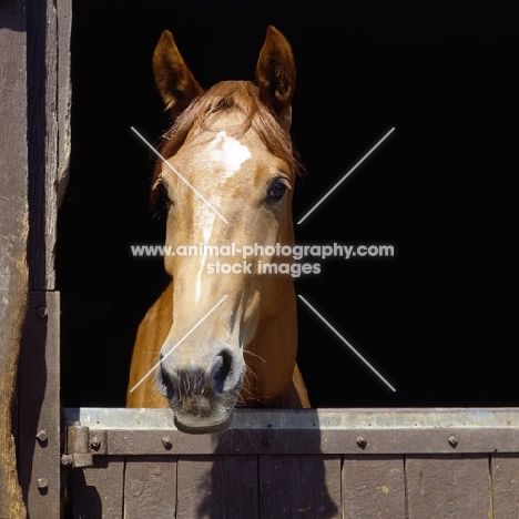 constance, westphalian warmblood mare looking out of stable door