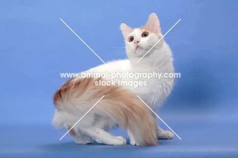 cream and white Turkish Van