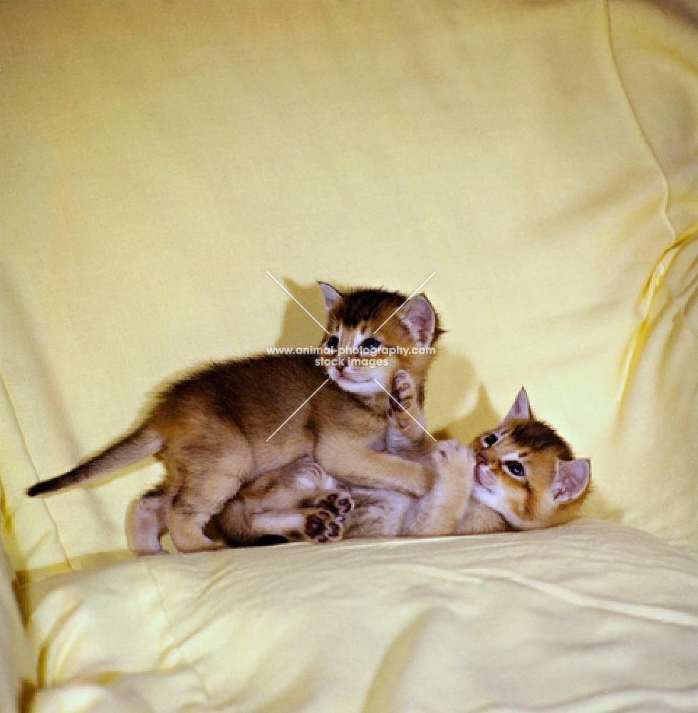 two abyssinian kittens playing