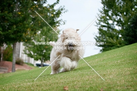 wheaten terrier running across field