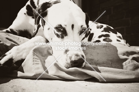 Dalmatian sunbathing on bed in garden