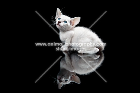 Peterbald kitten 33 days old