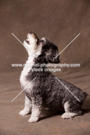 Schnoodle (Schnauzer cross Poodle) sitting in studio