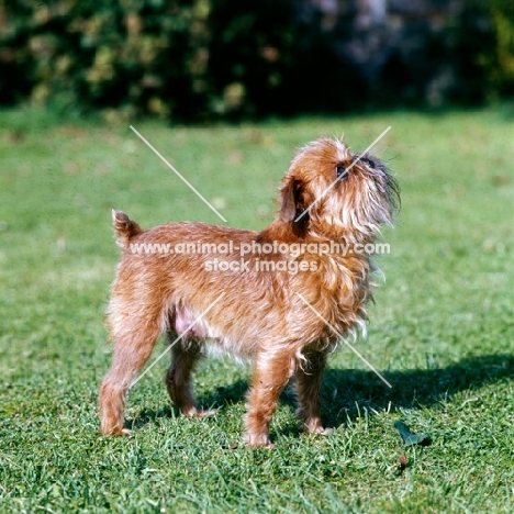 griffon bruxellois side view