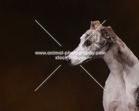Whippet profile on brown background