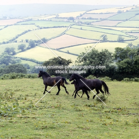 two shilstone rocks dartmoor mares and foal trotting on the moor
