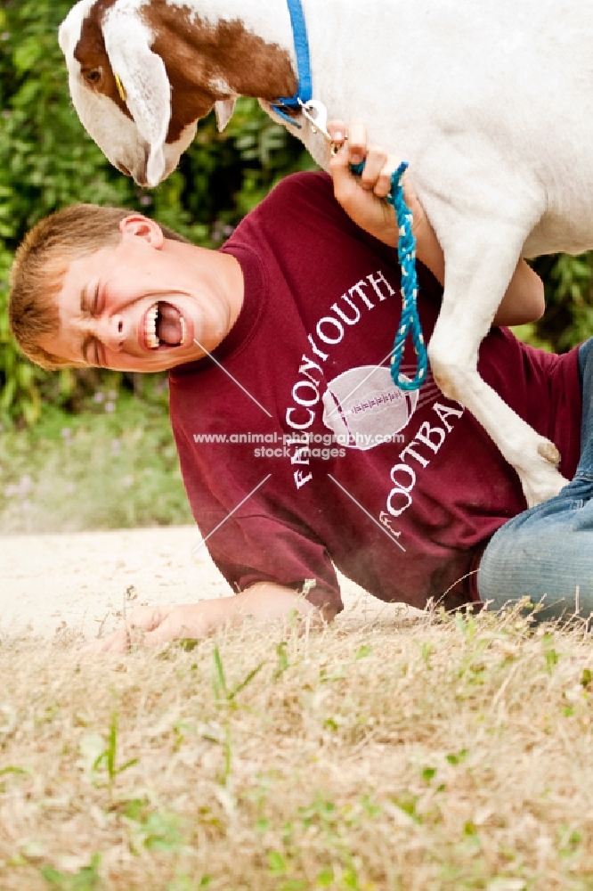 Boy laughing and playing with his Boer goat.