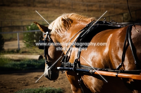 Belgian Draft horse