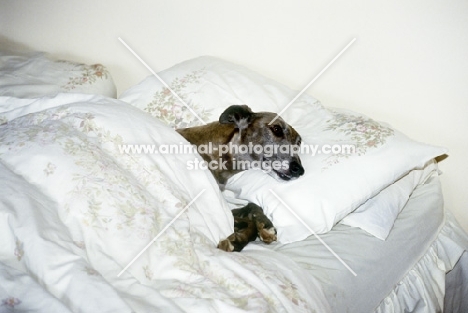 dog lying in bed with sheets, pillow and duvet