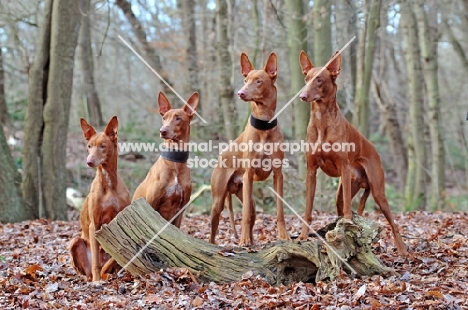 Pharaoh Hound