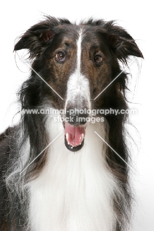 Australian Champion Borzoi portrait