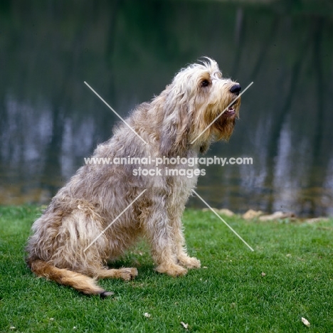 am ch billekin amanda grizzlet , otterhound sitting beside water