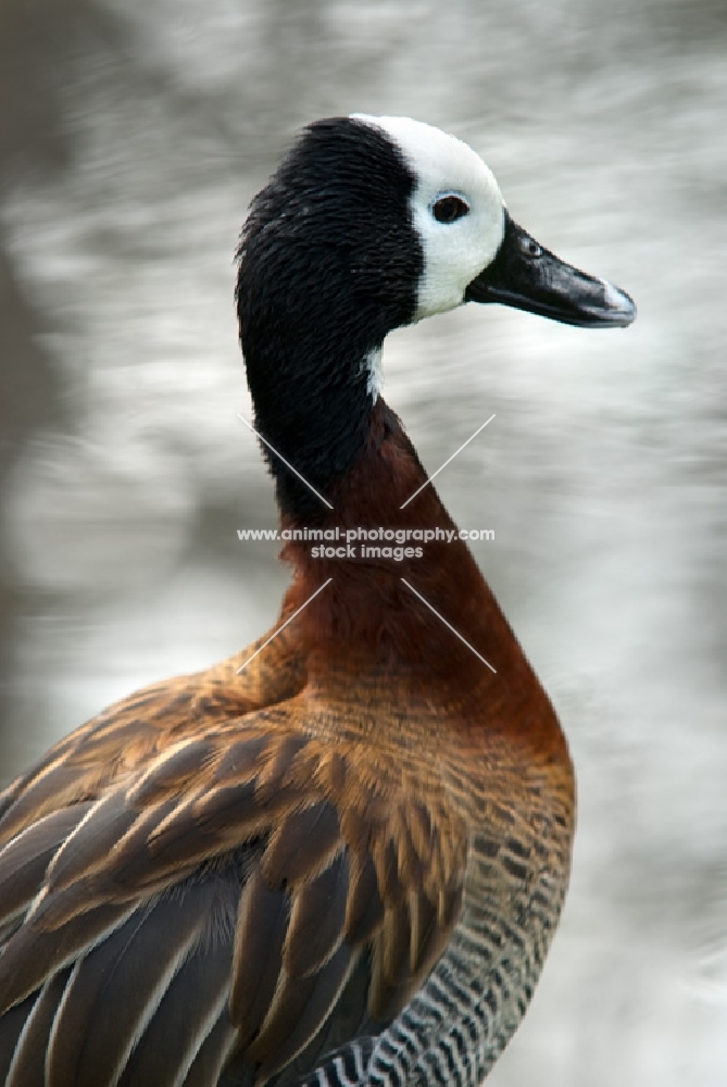white-faced whistling duck side view