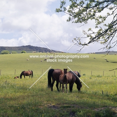 windfall of shilstone rocks dartmoor mare with her foal by a thoroughbred