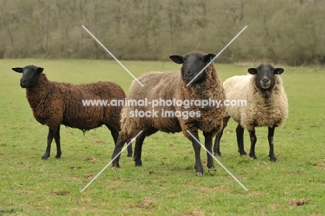 three sheep in a field