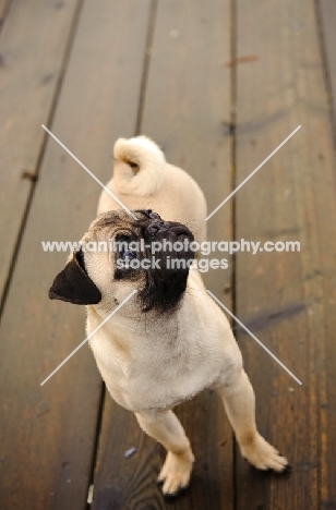 fawn Pug