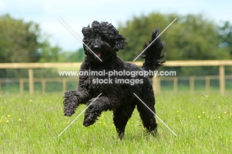 black labradoodle