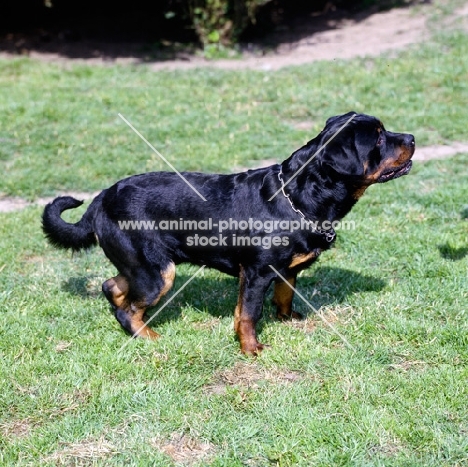 undocked rottweiler standing on grass