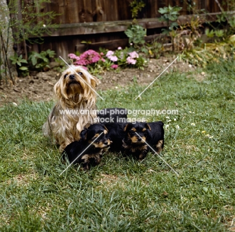 yorkshire terrier with puppies