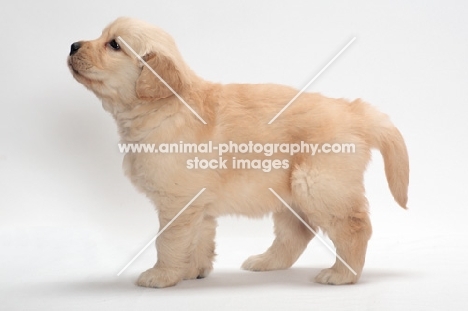 Golden Retriever puppy side view