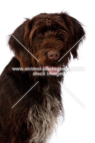 German Wirehaired Pointer sat isolated on a white background