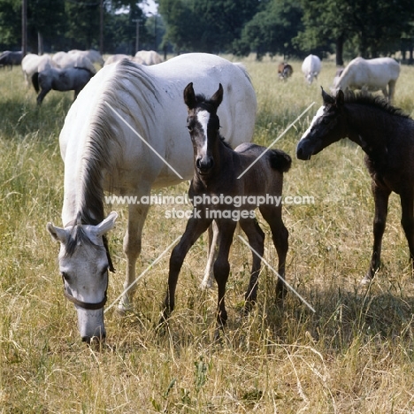 mare in group with two foals at lipica
