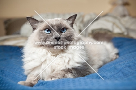 Ragdoll on bed