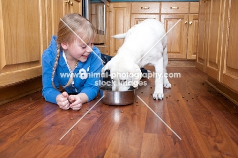 Labrador puppy eating in kitchen