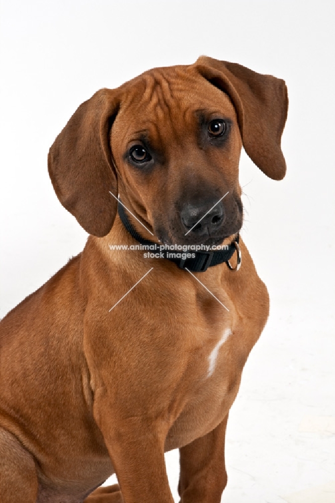 Rhodesian Ridgeback Puppy