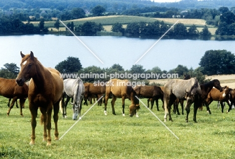 herd of trakehners at gestüt rantzau