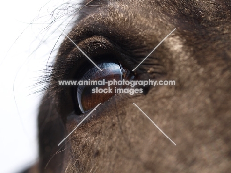 Shire horse eye