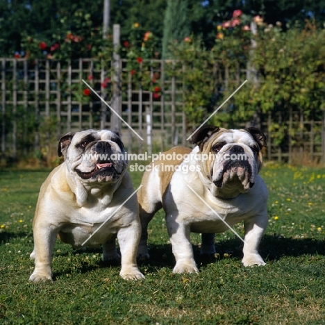 two bulldogs from outdoors kennels standing on grass