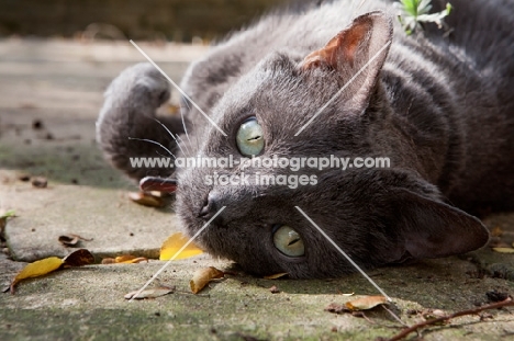 Grey cat in garden rolling over and looking up at camera