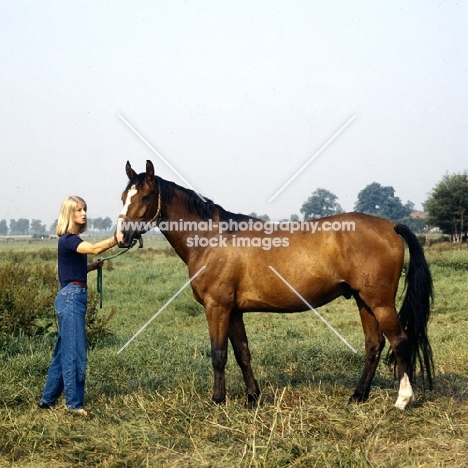 rondo, rheinish warm blood,
gelding