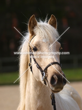 Palomino wearing bridle