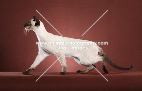 seal point Siamese on brown background