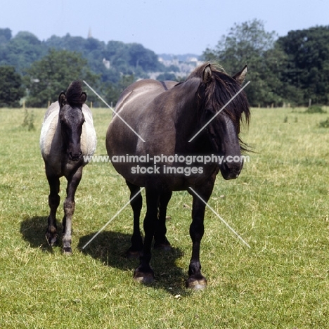 Highland Pony mare walking with foal
