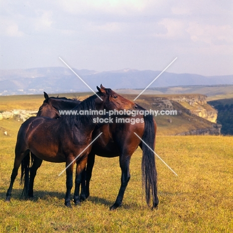 Two Kabardine mares in Caucasus Mountains, mutual grooming