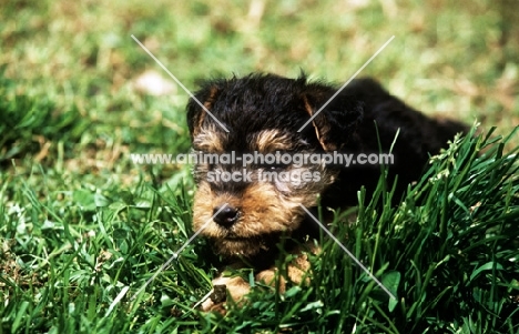 lakeland terrier puppy