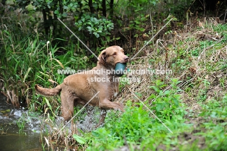 Chesapeake Bay Retriever retrieving dummy from water